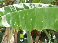 DSC 0504  Damage caused by bagworm feeding on banana