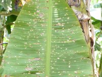 DSC 0506  Banana leaf showing bagworm damage