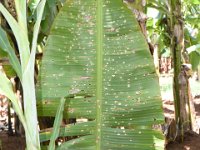 DSC 0509  Banana leaf damaged by bagworm