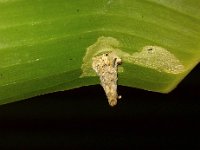 bagworm-banana2  Skeletonization of banana leaf due to bagworm feeding