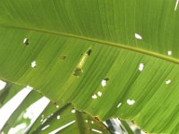 bagworm-damage  Holes made by bagworm on banana leaf