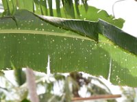 bagworm-damage3  Leaf damage due to bagworm feeding