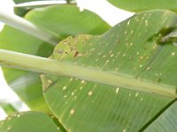 bagworm-damage4  Leaf damaged by bagworm