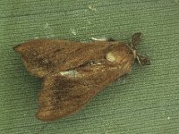 bagworm-male  Winged adult male