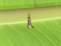 bagworm-on-banana  Bagworm on banana