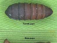 bagworm-pupae  Sexual dimorphism in pupae of banana bagworm