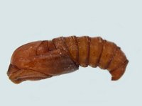 bw male pupa  Pupa of bagworm (male)