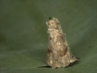 kophene-case  Bagworm larva on banana - female