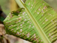 kophene-damage (1)  Skeletonized patches on banana leaf infested by bagworm