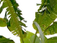 kophene-damage  Banana leaf damaged by bagworm