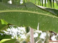 kophene-damage1  Banana leaf damaged by larvae of Kophene cuprea