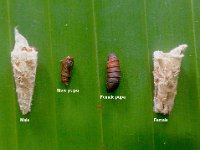 kophene-dimorphism  Sexual dimorphism in case structure and pupae of bagworm