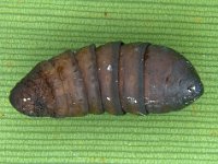 kophene-fempupa  Female pupa