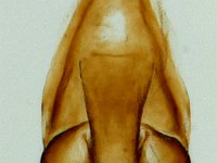 kophene-genit  Male genitalia of Kophene cuprea