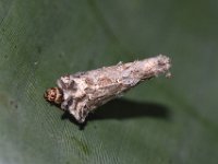 kophene-larva4  Banana bagworm