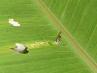 kophene  Bagworm larvae on banana