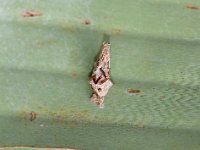 kophene1  Conical case housing the larva