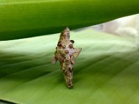 kophenebag  Bagworm on banana