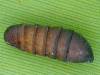 pupa2  Pupa of bagworm (female)