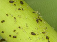 Montage (3)  Banana aphids