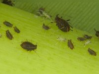 Montage (5)  Aphids on banana leaf