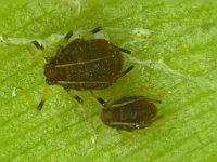 Montage  Aphids on banana leaf