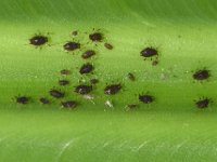 aphid  aphid colony