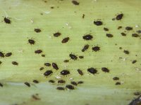 aphid1  Aphid colony on banana