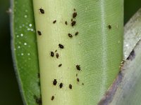 aphid2  Aphid colony