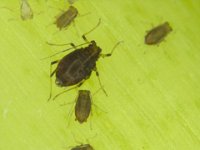 image0016  Aphids on banana leaf