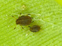 image0017  Banana aphid