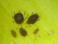 image0018  Aphids on banana leaf