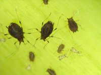 image0019  Aphids on banana leaf