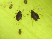 image0020  Aphids on banana leaf