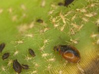 image0202  Scymnus nubilus in banana aphid colony