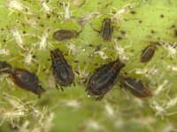 pentalonia1  Aphids on banana leaf