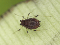 pentalonia2  Aphid on banana