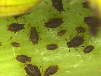 pentaloniaonbanana  Banana aphids