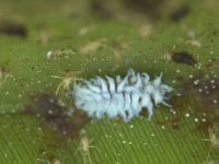 scymnus-nubilus-larva  Larva of Scymnus nubilus, a common predator of banana aphid