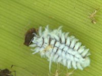 scymnus-nubilus  Larva of Scymnus nubilus, a common predator of banana aphid