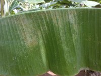 DSC04278  Symptom of lacewing bug damage on banana leaf