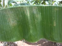 DSC04279  Symptom of lacewing bug damage on banana leaf