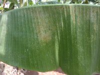 DSC04280  Symptom of lacewing bug damage on banana leaf