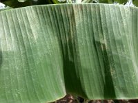 DSC04281  Symptom of lacewing bug damage on banana leaf