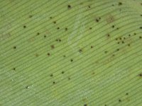 Montage (3)  Under surface of lacewing bug infested banana leaf