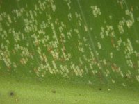 Montage (4)  Stippling by lacewing bug on banana leaf