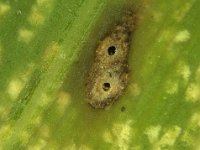 Montage  Stippling by lacewing bug on banana leaf