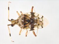 STETHOCONUS-PRAEFECTUS  Stethoconus praefectus, a predator of banana lacewing bug