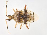 STETHOCONUS  Adult of Stethoconus praefectus, a predator of banana lacewing bug