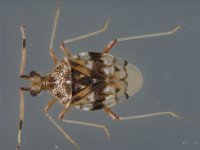 cz  Adult of Stethoconus praefectus, a predator of banana lacewing bug